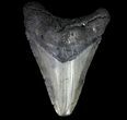 Fossil Megalodon Tooth - Georgia #65789-1